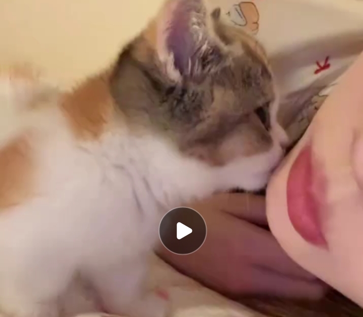 这女人让猫儿子亲嘴，也不怕得病！